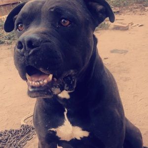 Meet your Posher, Ismel